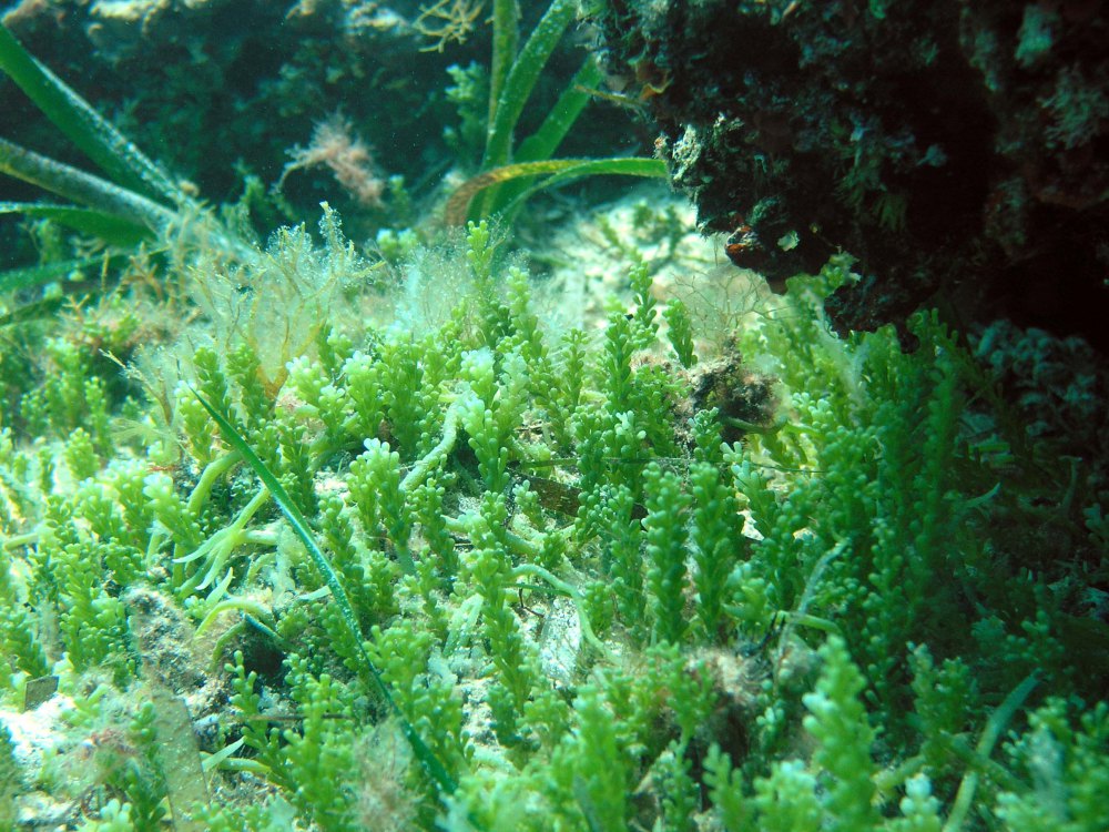 Caulerpa cylindracea