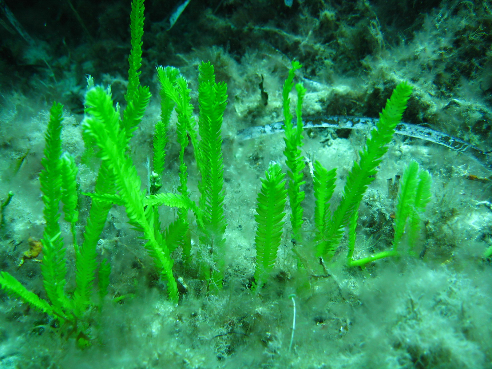 Caulerpa taxifolia