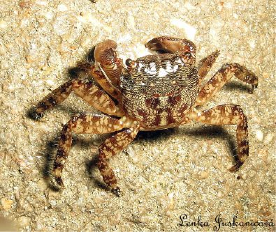 Pachygrapsus marmoratus