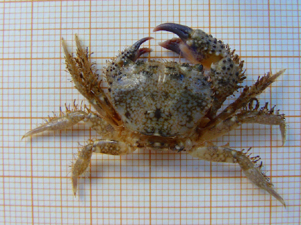 Eriphia verrucosa