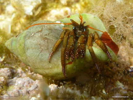 Clibanarius erythropus