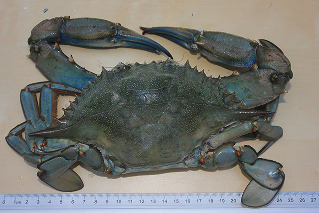 Callinectes sapidus