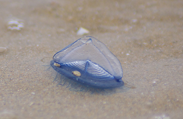 Velella velella