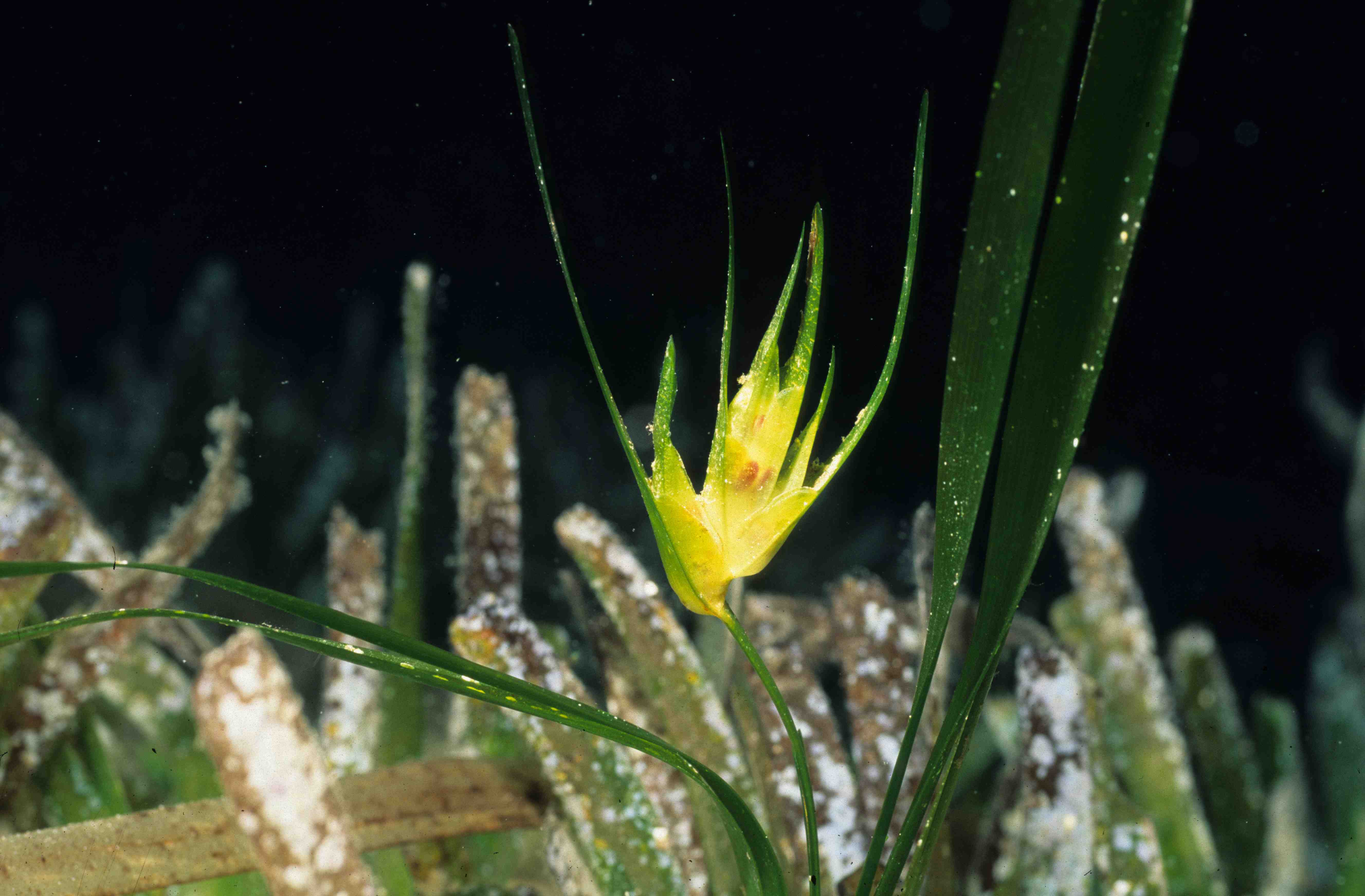 Posidonia oceanica