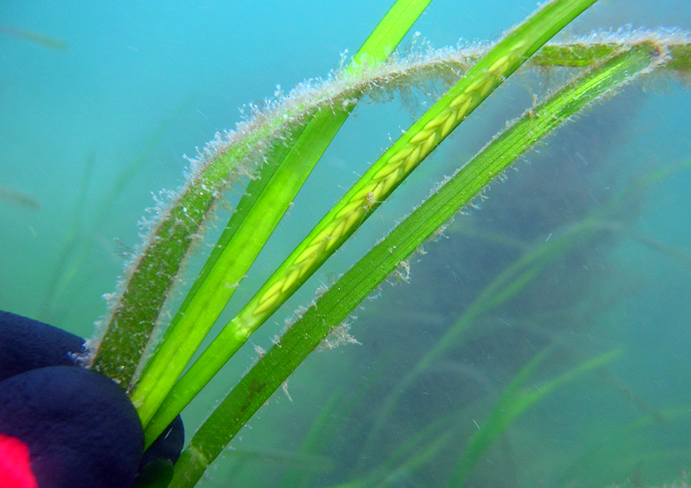 Zostera marina