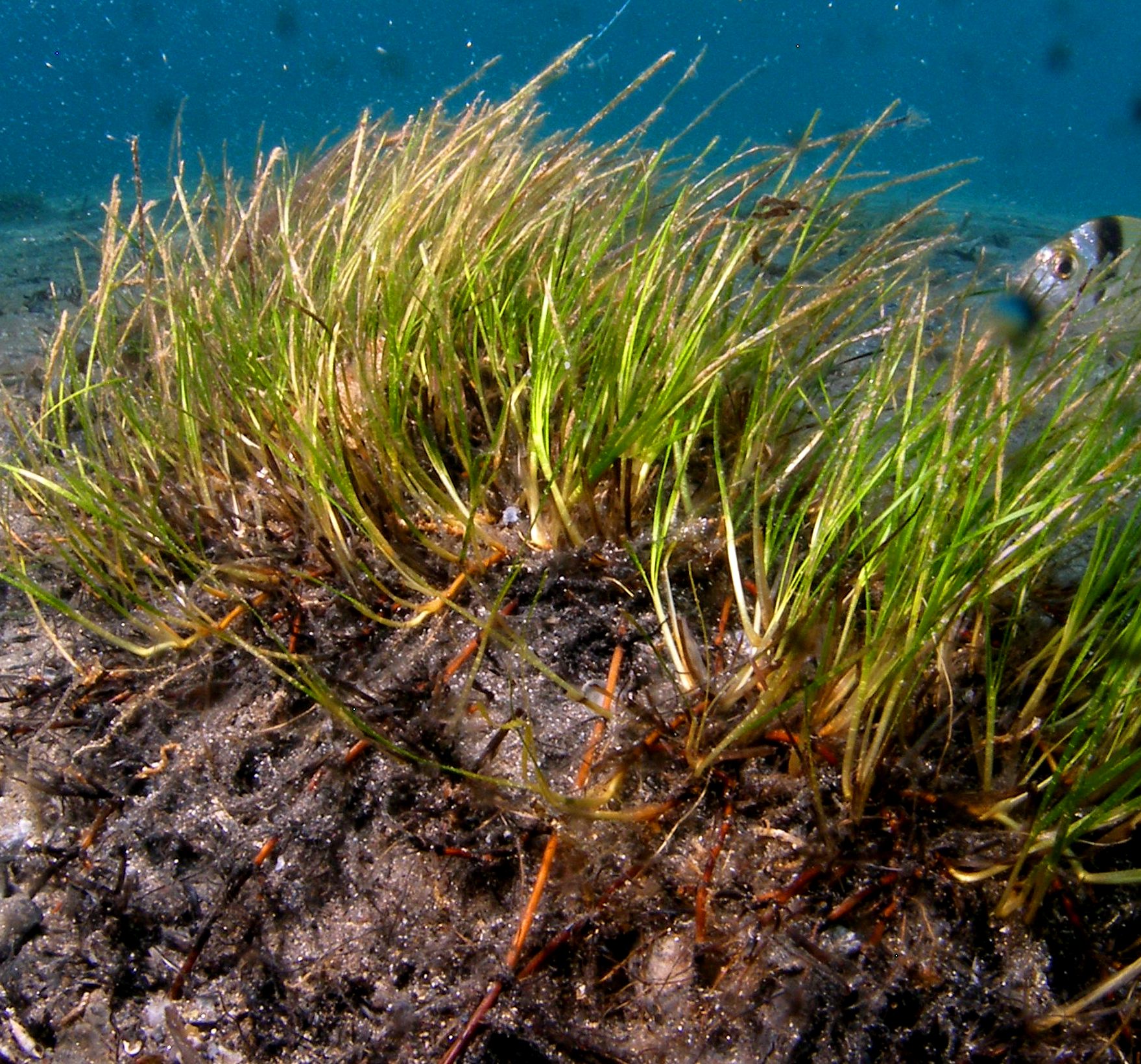 Zostera noltei