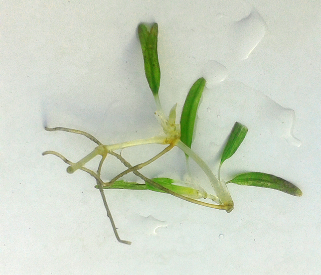 Halophila stipulacea